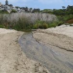 Urban runoff quickly reaches our local beaches where it carries pollution into the ocean in streams like this one.