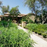 While olive trees delicately frame this home, Mexican bush sage beckons with purple blossoms to visitors.