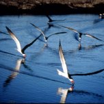 Black Skimmers