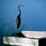 Great Blue Heron