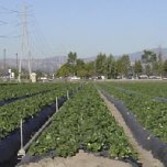 Row crops.