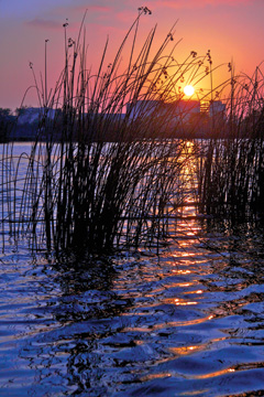 The Natural Treatment System at work at the IRWD San Joaquin Marsh and Wildlife Sanctuary