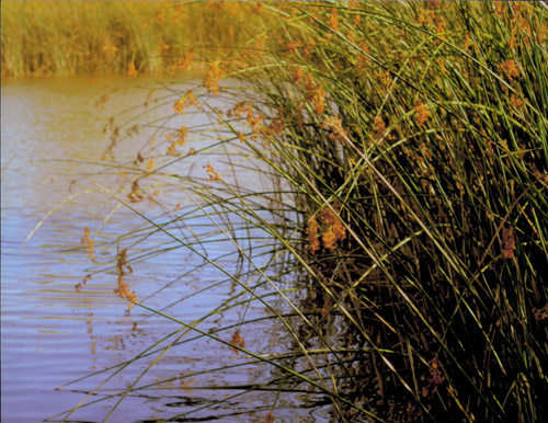 San Joaquin Marsh & Wildlife Sanctuary