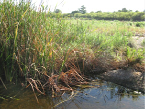 San Joaquin Marsh NTS site