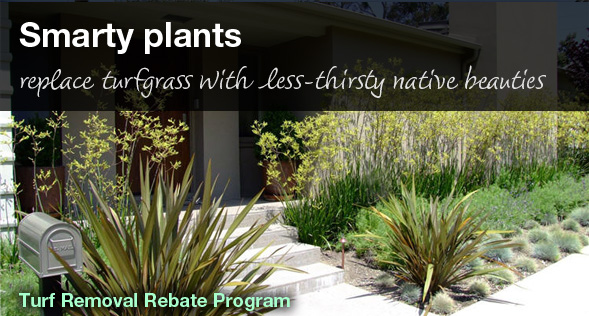 Smarty plants