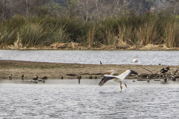 marsh pelican 111919