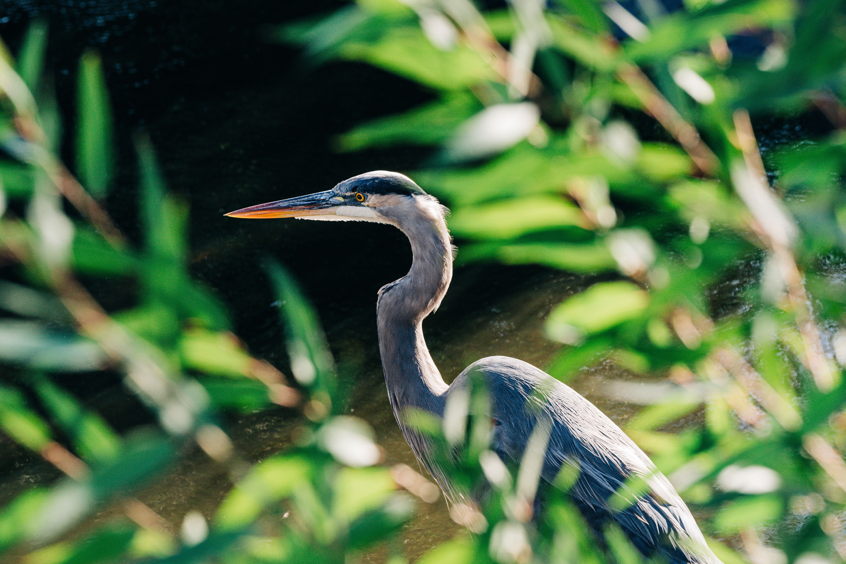 June8 BirdWalk 2880x1920px Web