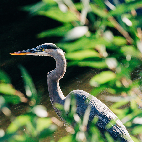 June8 BirdWalk 595x595px Web