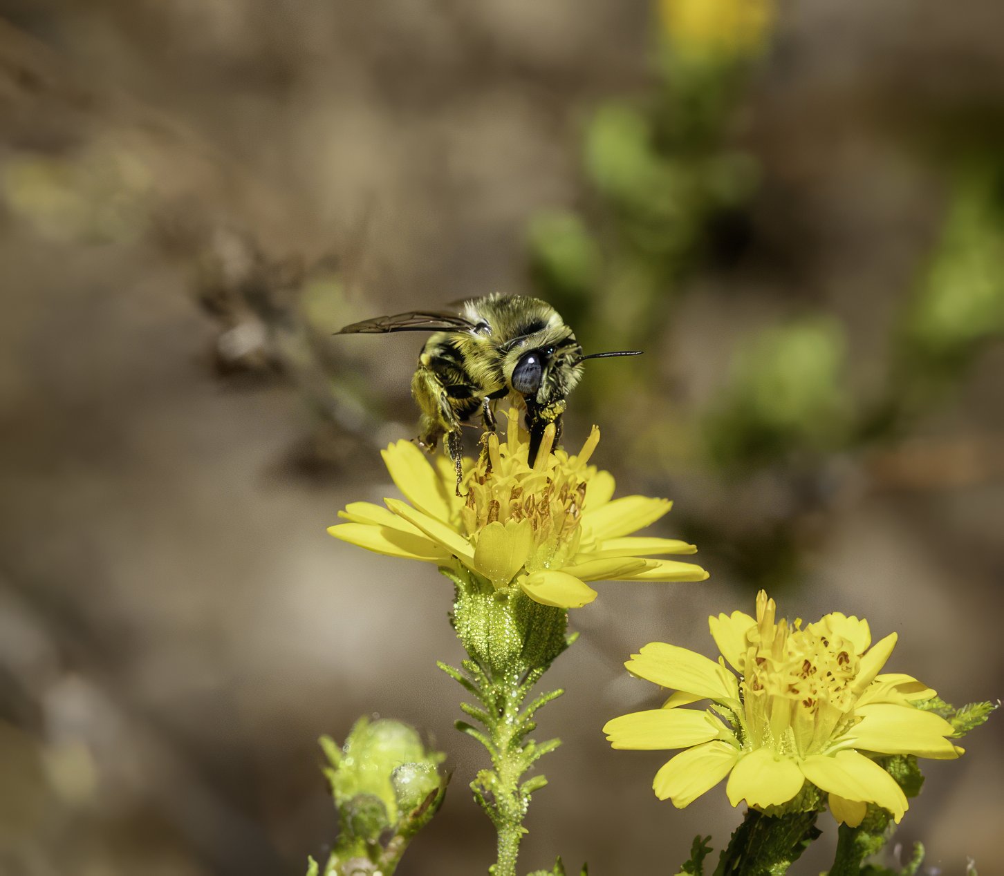 Urbane Digger Bee Topaz