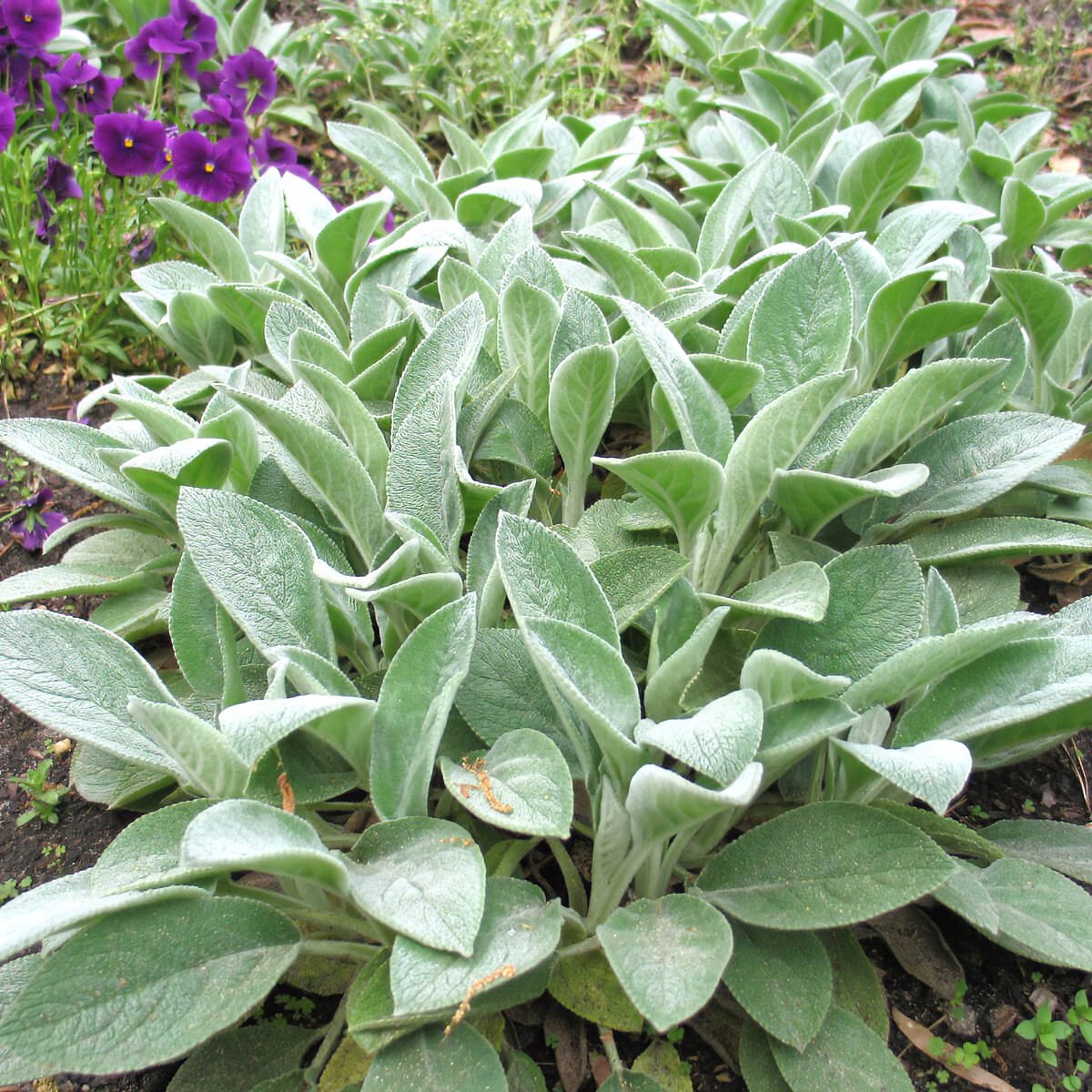 lambs ear 3