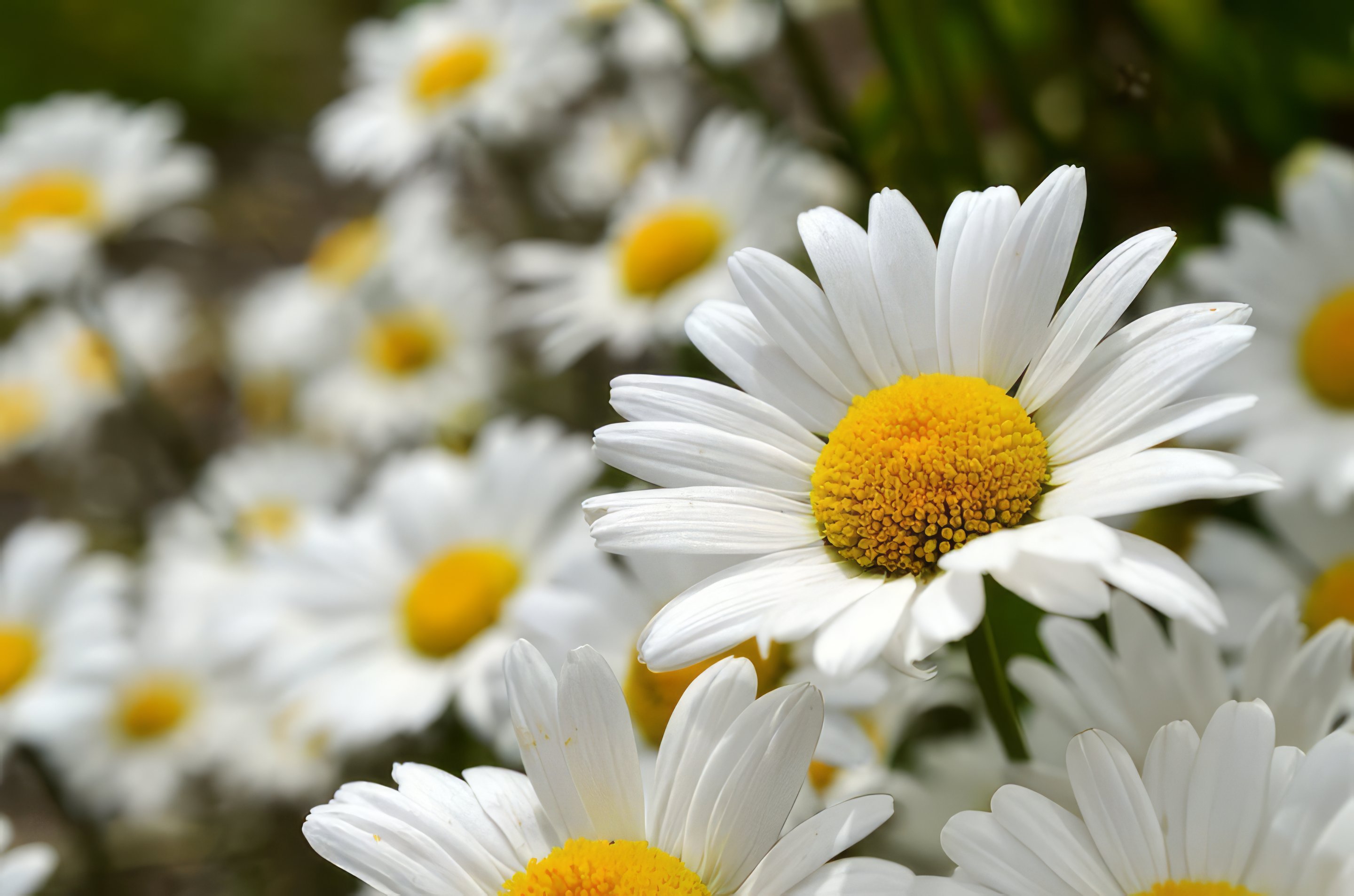 Shasta Daisy