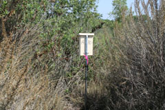 lone Swallow box