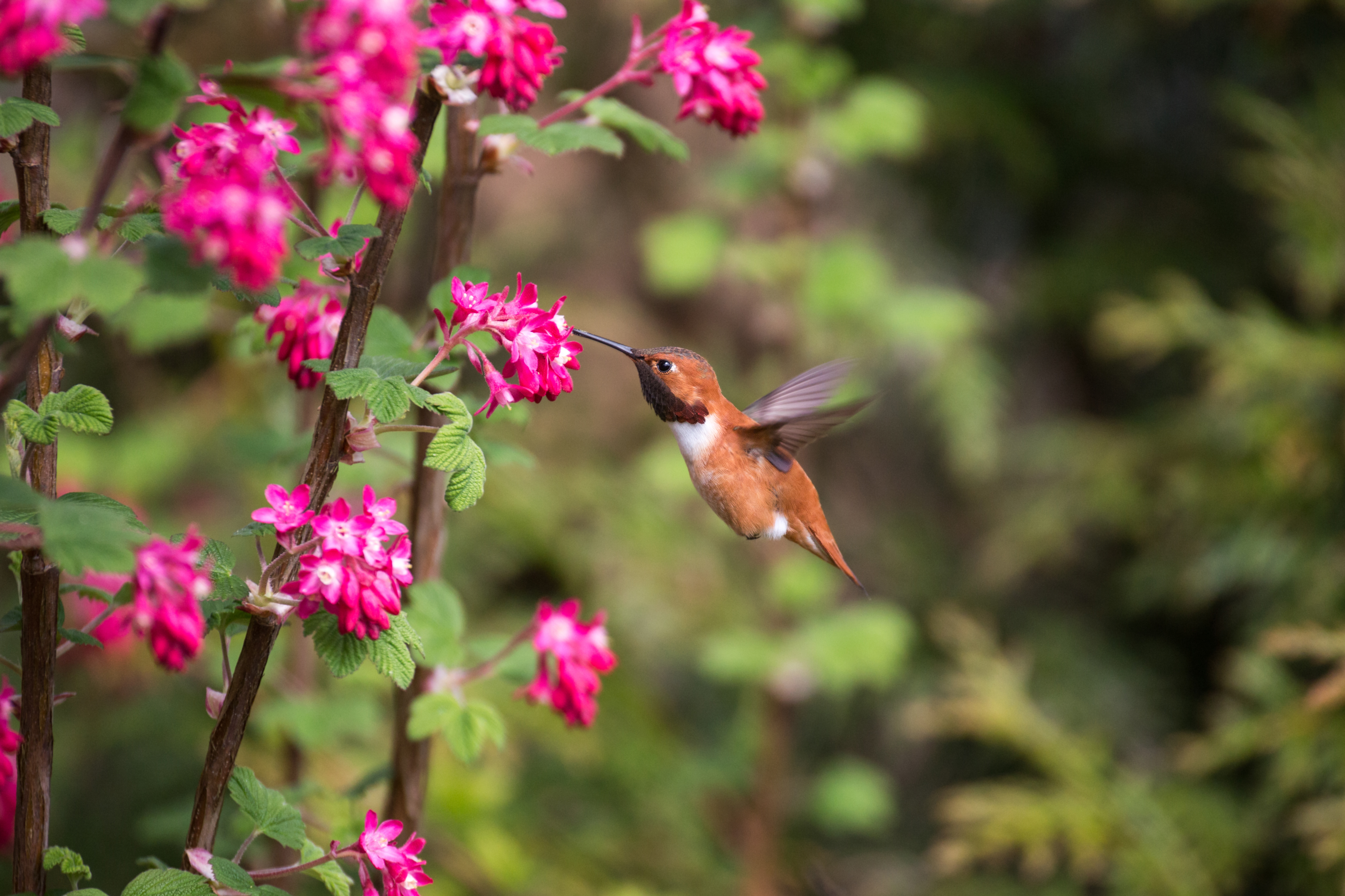 Juan's tip of the season: Add color to your winter landscape