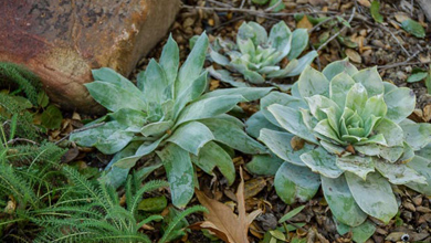 Native%20Plants