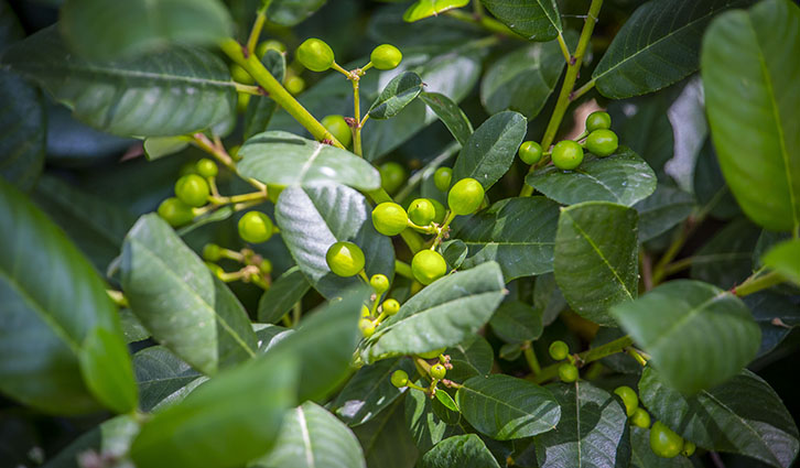 images/photos/liquid-news/january2020/726x425-2020-california-coffee-berry.jpg