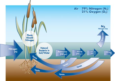 NTS Nitrogen removal