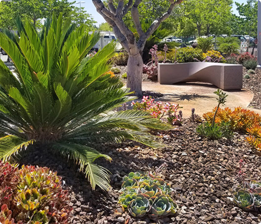 Xeriscape garden with succulents, a small tree, mulch, and a curved bench in a sunny outdoor space.