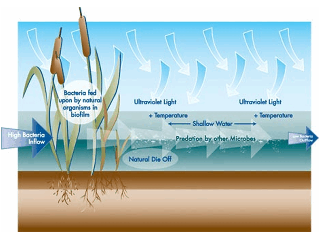 bacterial-removal