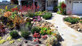 Front yard drought-tolerant garden with a winding stone pathway, colorful succulents, grasses, and rock mulch leading to the house.