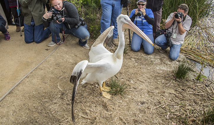 Pelican stands on dry ground while multiple photographers crouch nearby, aiming cameras.