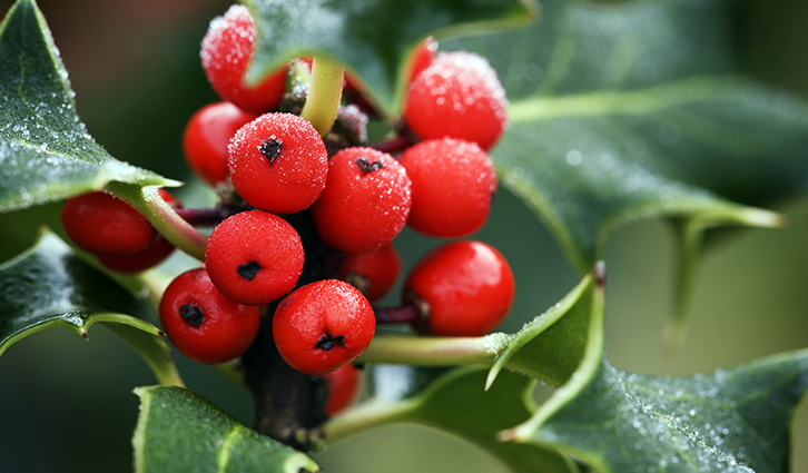 Cluster of red holly berries with frost on spiky green leaves