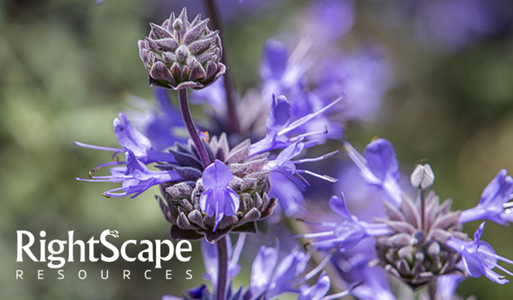 Close-up of purple lavender flowers with a RightScape Resources watermark