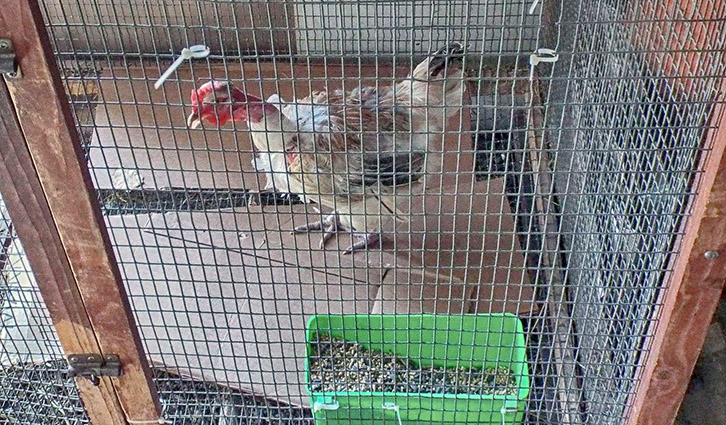 Chicken inside a metal wire cage beside a green feeding trough.