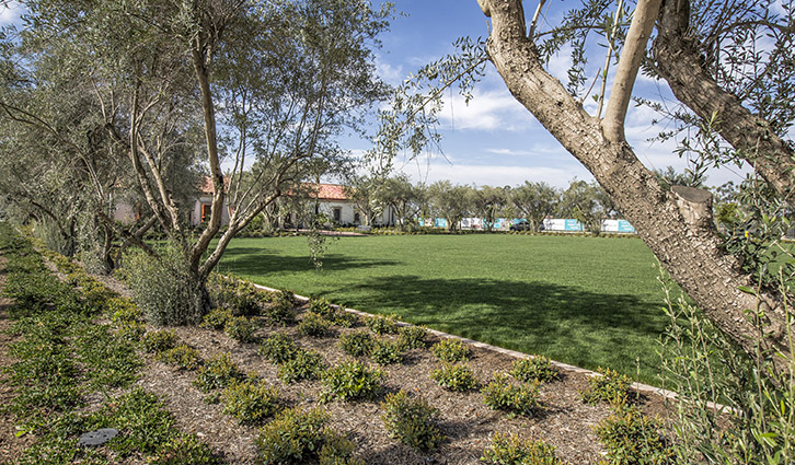 Manicured garden with a green lawn, shrubs, and olive trees; buildings line the background.