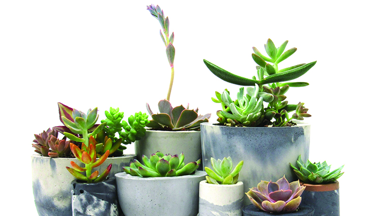 Assorted succulents in ceramic pots arranged together on a white background.