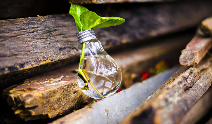 Glass light bulb planter with a green sprout growing inside, resting on weathered wooden boards.
