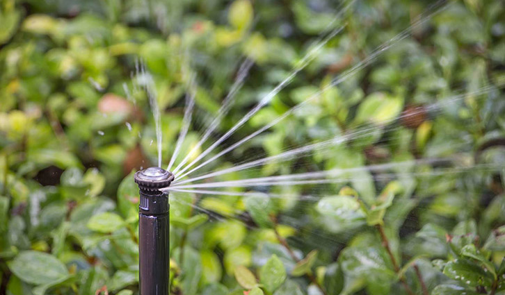 Sprinkler head spraying a fan of water over green garden plants.