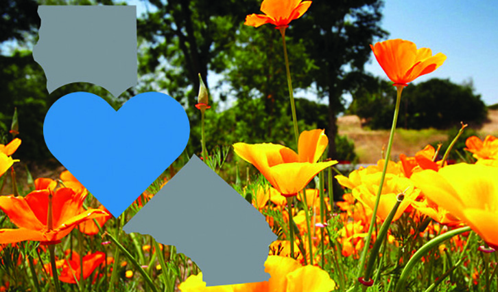 Blue heart between two gray irregular shapes over a field of orange flowers.