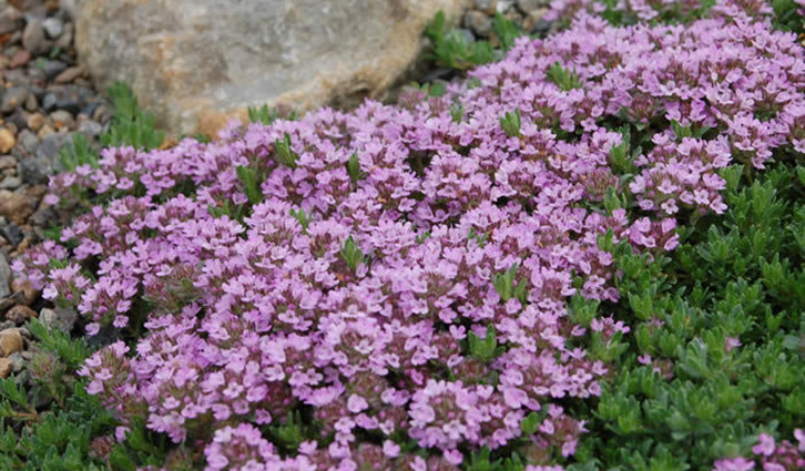Dense carpet of small pink flowers on a green groundcover with rocks in background.