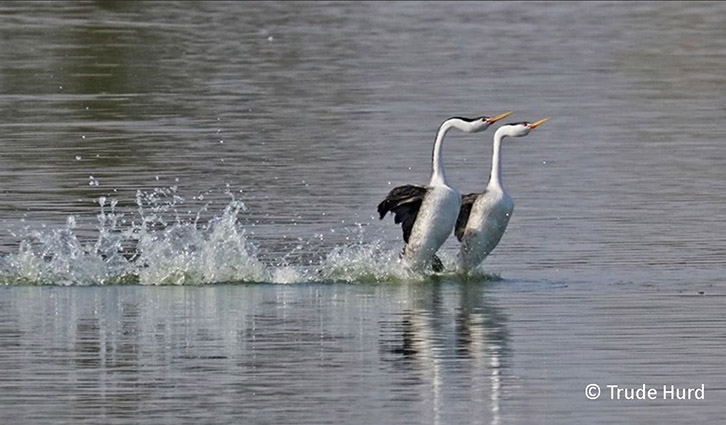Two great egrets in shallow water engage in a courtship display, creating splashes as they face each other.