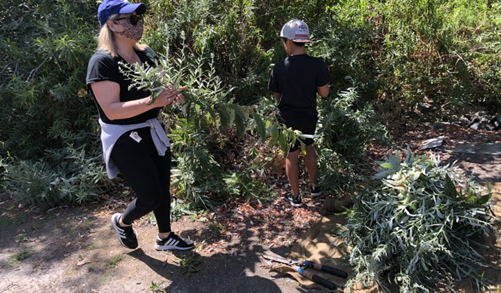 Two people pruning shrubs outdoors; one wearing a blue cap and mask holds branches while the other watches.