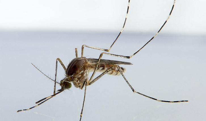 Close-up of a mosquito perched on a surface, showing its slender body and long striped legs.