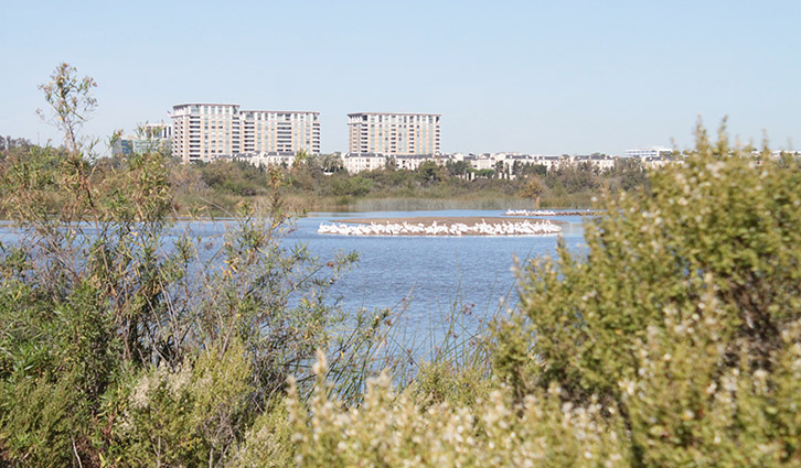 Flock of white birds on a calm lake, framed by foreground shrubs with distant apartment buildings along the shoreline.