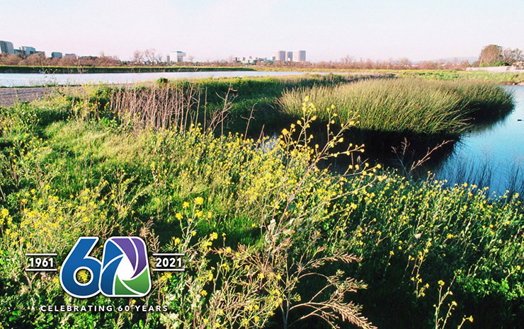 Wetland scene with tall grasses and yellow flowers beside a calm lake, city skyline visible on the horizon.