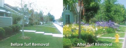 Side-by-side view of a suburban lawn, grass before turf removal on the left and mulch with plants after removal on the right.