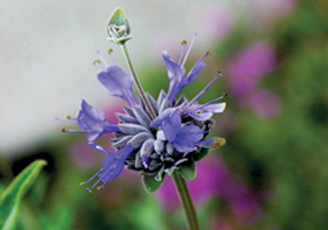 Close-up of a purple-blue spiky flower with long stamens in a garden.