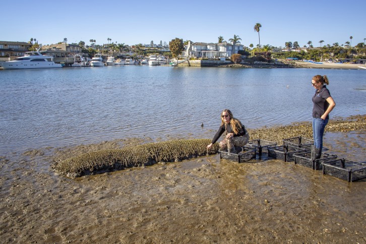 Two women examine shellfish racks on a muddy shoreline at low tide near a marina.