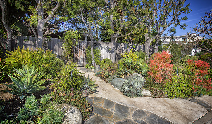 Desert-style garden with a stone path, succulents, and trees along a wooden fence.