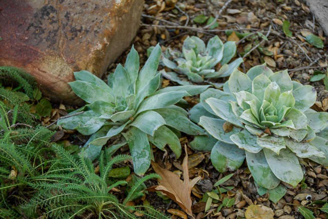 Blue-green echeveria succulent rosettes nestled among rocks and mulch in a garden bed.