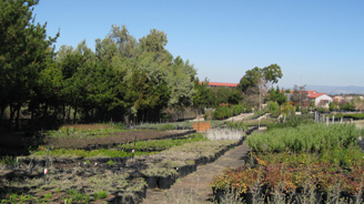 Rural garden with stone-bordered beds along a dirt path, trees on the left, and distant red-roofed houses under a blue sky.