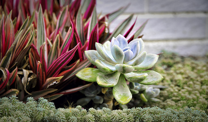 Succulent garden featuring a blue-green rosette succulent with red-tipped leaves beside a groundcover.