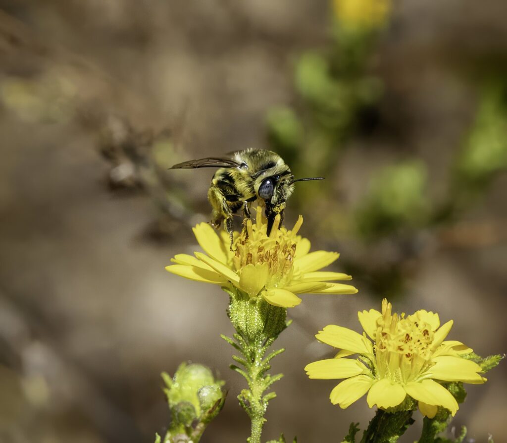 Bee on a bright yellow flower collecting nectar