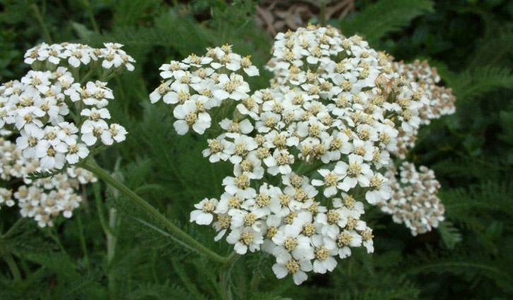 White yarrow blooms in clusters with feathery green foliage