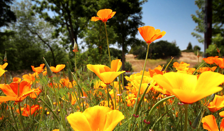 Orange California poppies in a sunlit field with green plants and trees in the background.