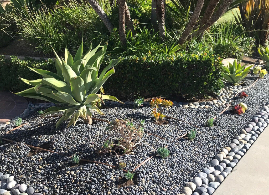 Desert-style front yard with large agave plants, trimmed hedges, and a rock garden bordered by smooth pebbles.