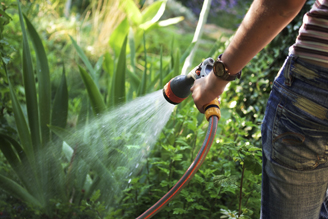 Person watering garden plants with a hose nozzle near lush green leaves.